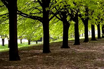 Afforestation: We have planted 15m trees – FG