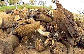 Stop using vultures for medicine, NCF urges Trado-medicine practitioners