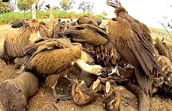 Stop using vultures for medicine, NCF urges Trado-medicine practitioners