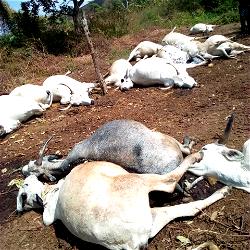 Lightning  kills 17 cows on a farmland in Osun