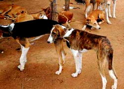 Woman killed by her extra large dogs