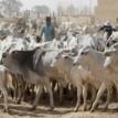 Tension grips Ibadan residents over alleged influx of foreign herders
