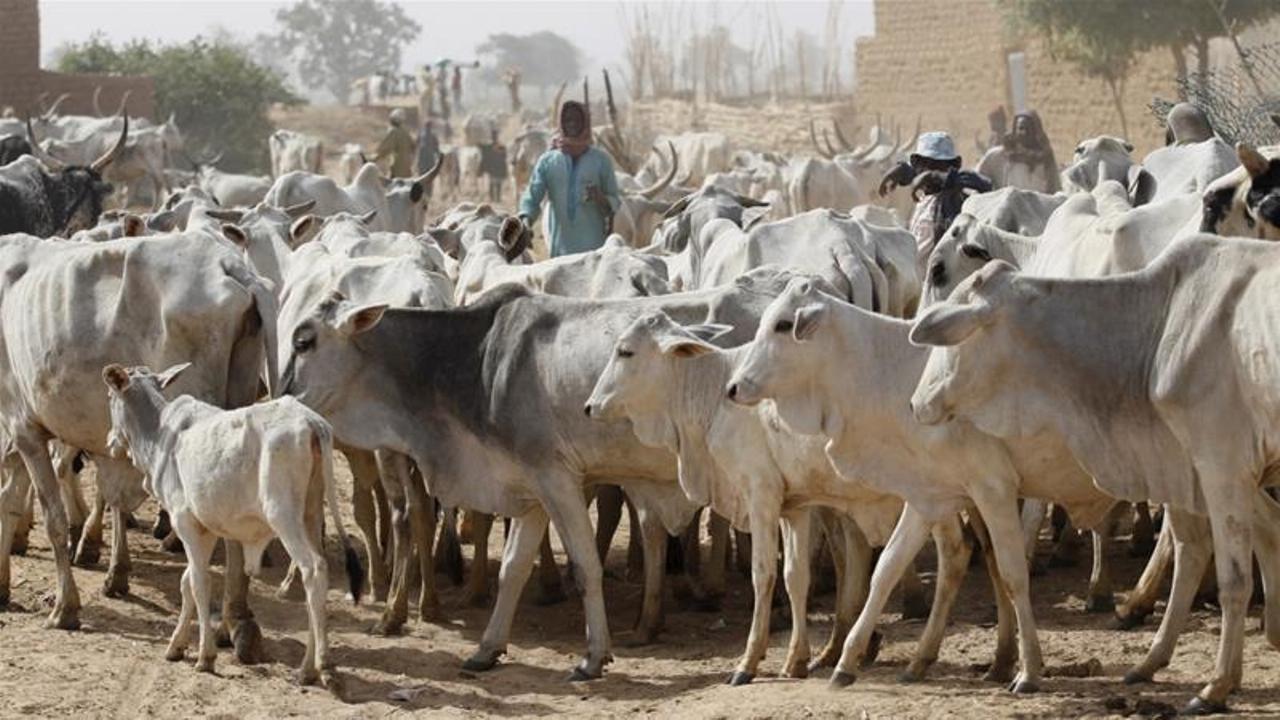 Katsina-Ala, Herders