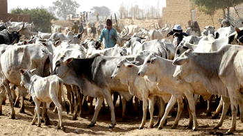 Lamentations in Anambra, as herdsmen take over farmlands