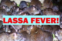 Lassa Fever kills 4 in Nasarawa; govt shuts general hospital