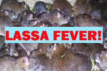 Lassa fever: Plateau confirm 7 cases, no death recorded