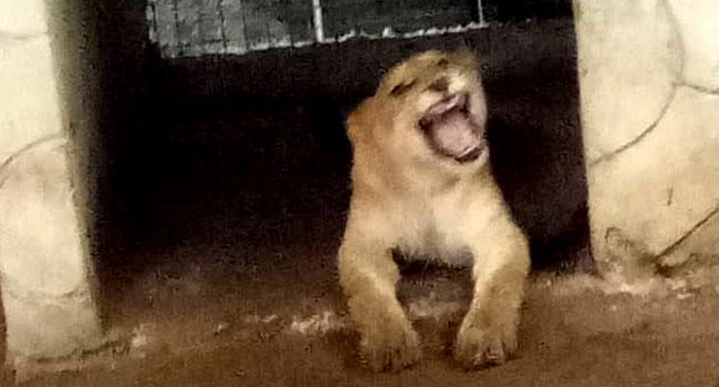 Lagos to enact law criminalising keeping dangerous animals as pets