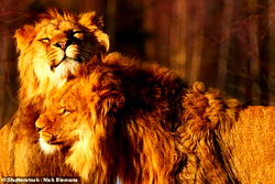 Lions, elephants from Nigerian park raid Cameroonian farms