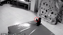 China: Monkey uses keeper’s phone to shop online