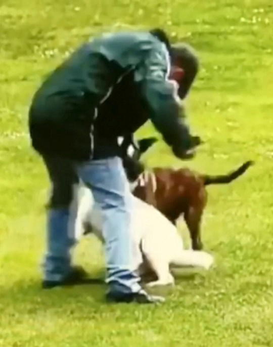 Man jailed 23 weeks for punching his dog while walking in park