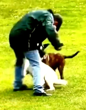 Man jailed 23 weeks for punching his dog while walking in park