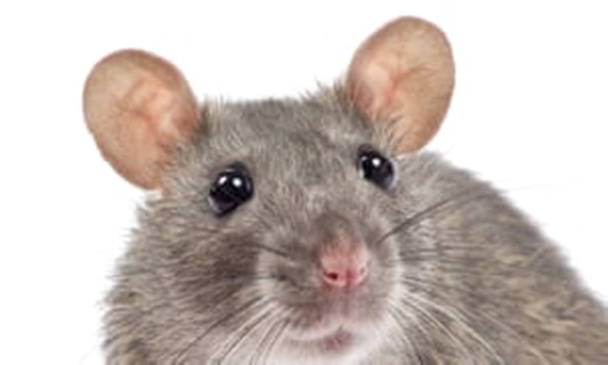 Lassa outbreak: Traders importing live rats from Kano, Kaduna, Bauchi — Benue govt