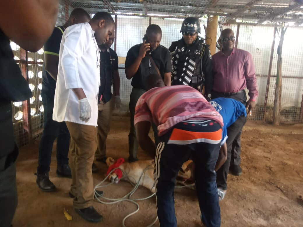 LASG evacuates Lion from residential area to Lekki zoo