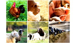 Implement National Livestock Transformation Plan now,  Northern Govs to Buhari 