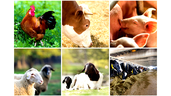 FG begins remodelling of grazing reserves into ranches in 7 states