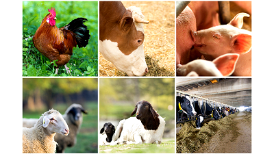 SON develops standards for livestock feeds