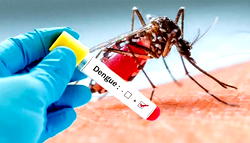 Dengue fever death toll surges to 123 across Myanmar