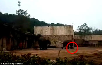 Sexually aroused elephant tramples keeper to death in China zoo