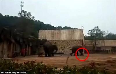 Sexually aroused elephant tramples keeper to death in Chiana zoo