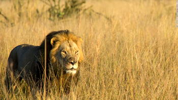 Railway line tracker killed by lion in Zimbabwe