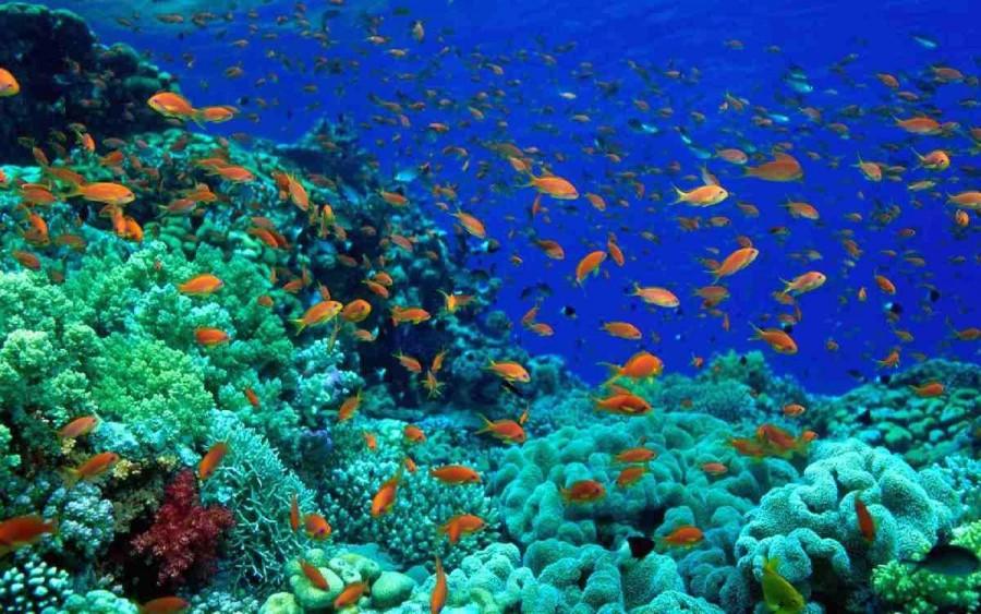 How Marine and Blue Economy can create 20m jobs in Nigeria – Prof. Anetekhai