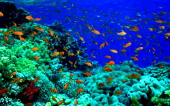 Marine life under threat from plummeting oxygen levels