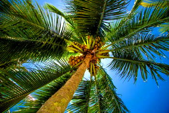Climate change: Lagos targets 230,000 trees for agroforestry in 9 months