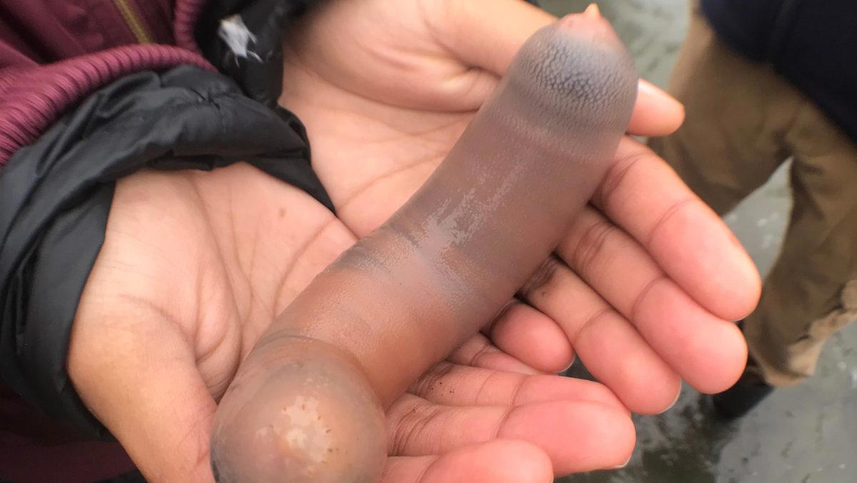 Penis Fish, California