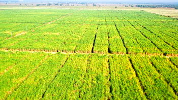 N64bn Sunti sugar plant can end Nigeria’s dependence – Minister