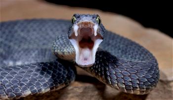 Nigeria needs N7bn for domestic production of Anti-Snake Venom — Expert