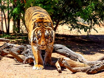 Wildlife conservationist attacked by own tigers at California sanctuary