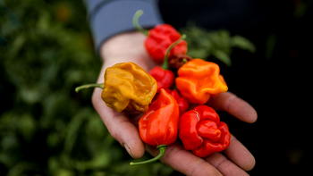 World’s hottest peppers grow under Serbian snow