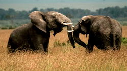 Conservation group urges Nigeria to tackle rising human-elephant conflicts