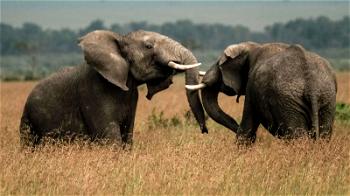 Botswana animal groups outraged at elephant killing