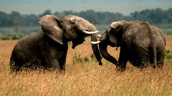 Botswana animal groups outraged at elephant killing