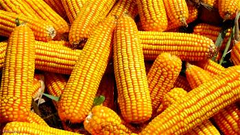 HOMEF raises alarm over permit for Genetically Modified Maize in Nigeria