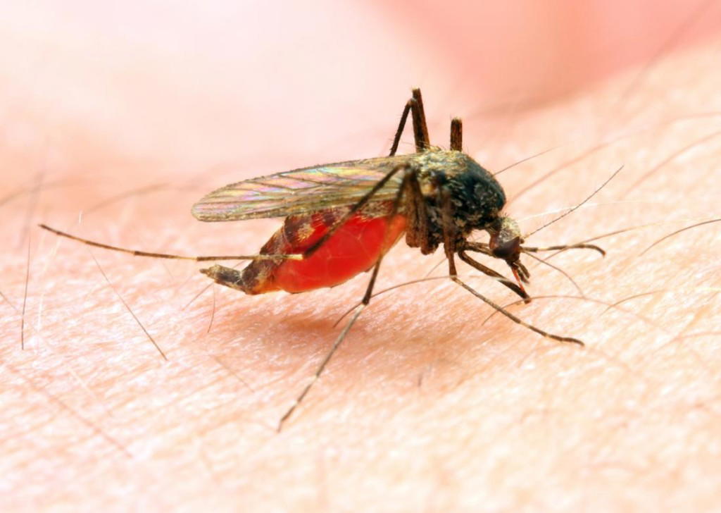Nigeria’s fight against malaria gains momentum