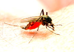 Malaria vaccine in Nigeria ready in 6  months  – Ned Nwoko Foundation