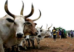 Anti open grazing law: Fulani herders sue Oyo govt, House of Assembly