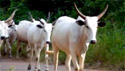 Man sentenced to 3 years in prison for stealing cows in Edo