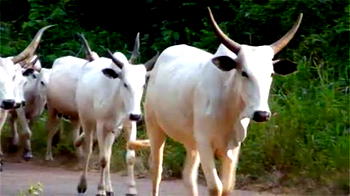 230 cows seized in Benue for violating grazing law