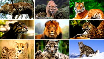Man, 38, charged for trafficking African Cats