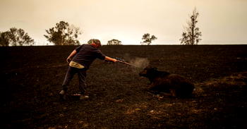 In Australia, hundreds of millions of animals feared dead in fires