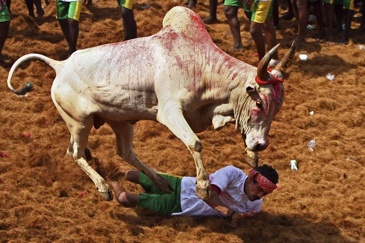 One dead, dozens injured at India bull-taming festival