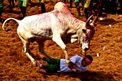 One dead, dozens injured at India bull-taming festival