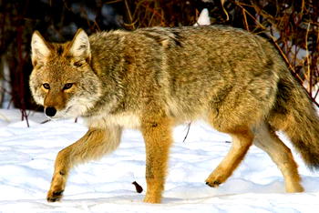 Coyotes attack man, boy in Chicago