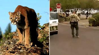 Three mountain lions killed after being found feeding on human remains