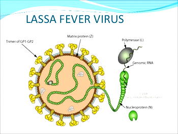 Bayelsa has no case of Lassa fever — FMC
