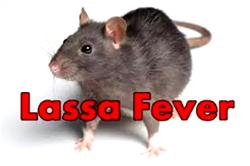Lassa Fever: 22 states recorded 109 deaths in January — NCDC