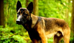 Woman killed by own dog in Switzerland